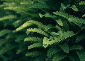 Fern & Co.